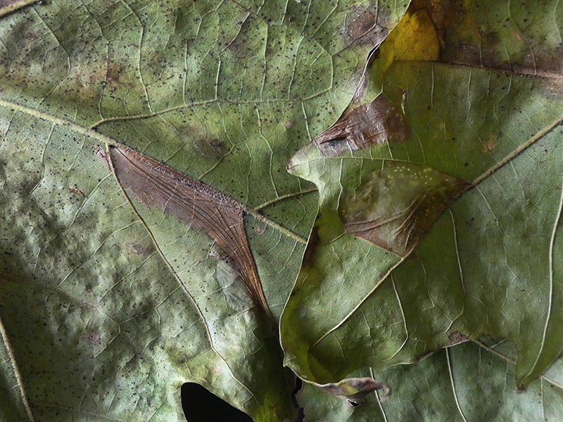 Lithocolletis (Phyllonorycter) platani